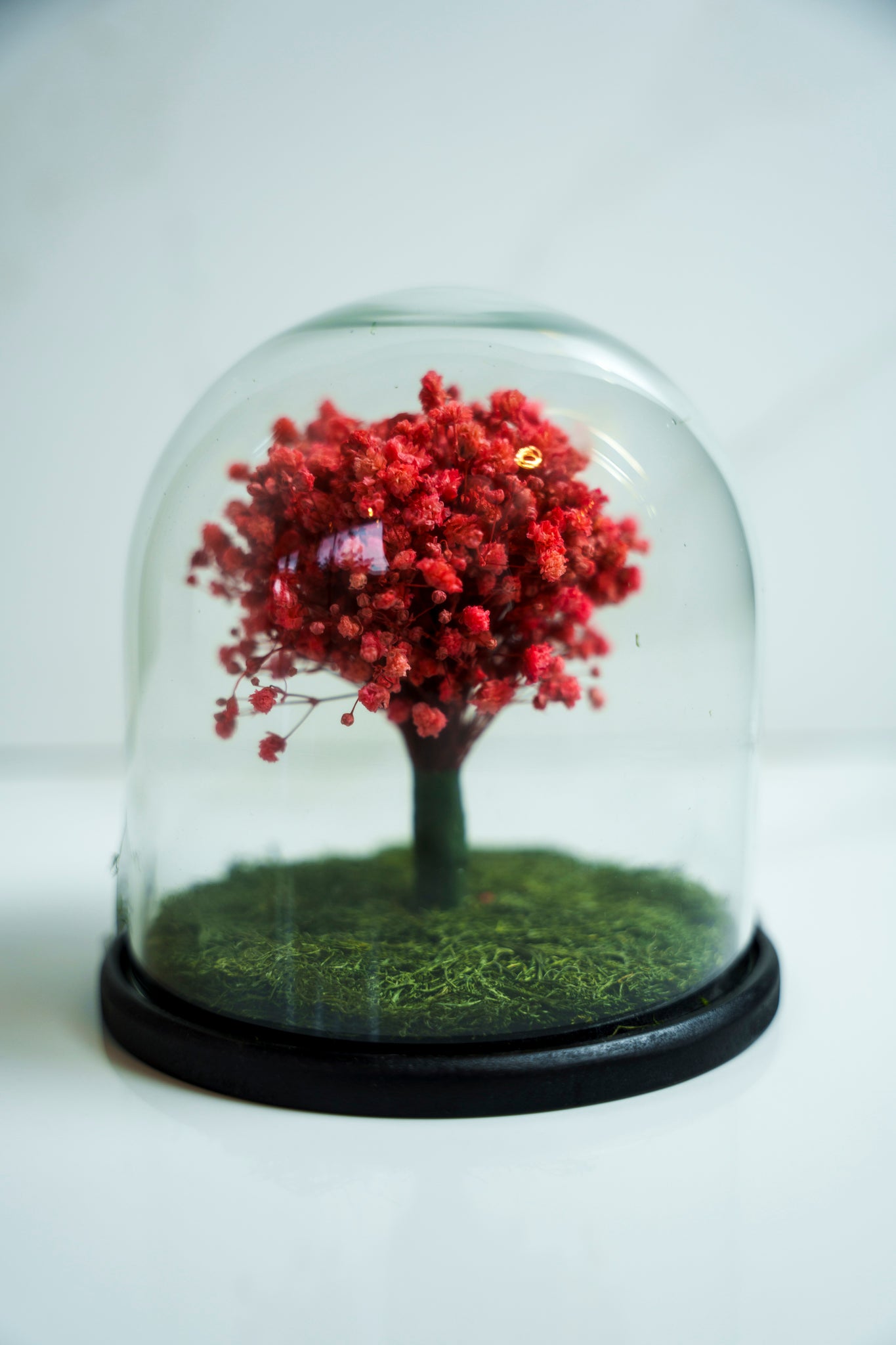 Baby Breath Preservado Rojo