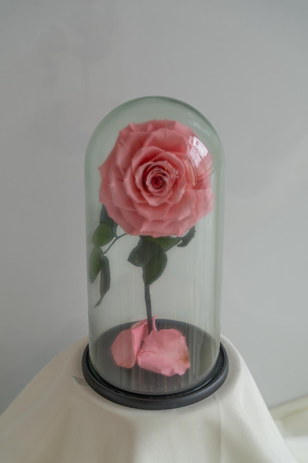 Eternity Pink