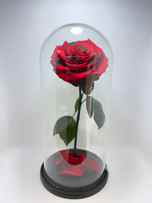 Preservada Dos Tonos Rojo y Negro