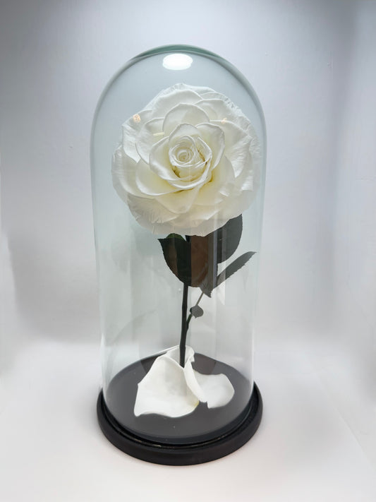 Flor Preservada Blanca Grande