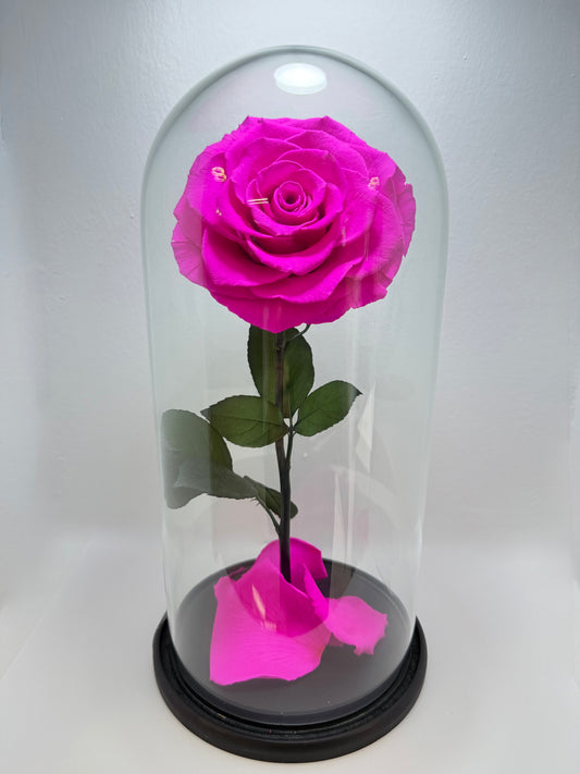 Flor Preservada Grande Fuchsia