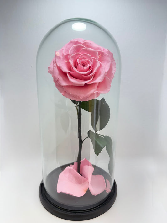 Rosa Preservada Rosada