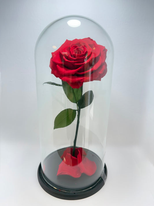 Flor Preservada Roja Grande