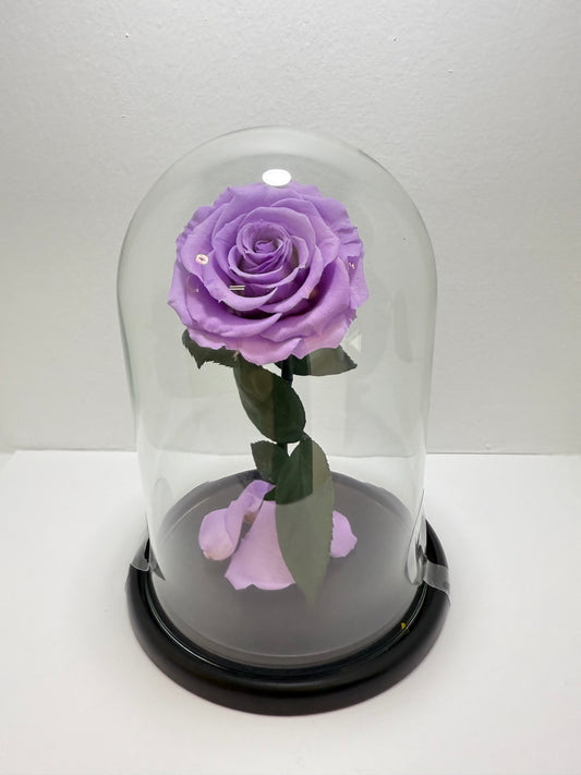 Rosa Preservada Mediana Violeta