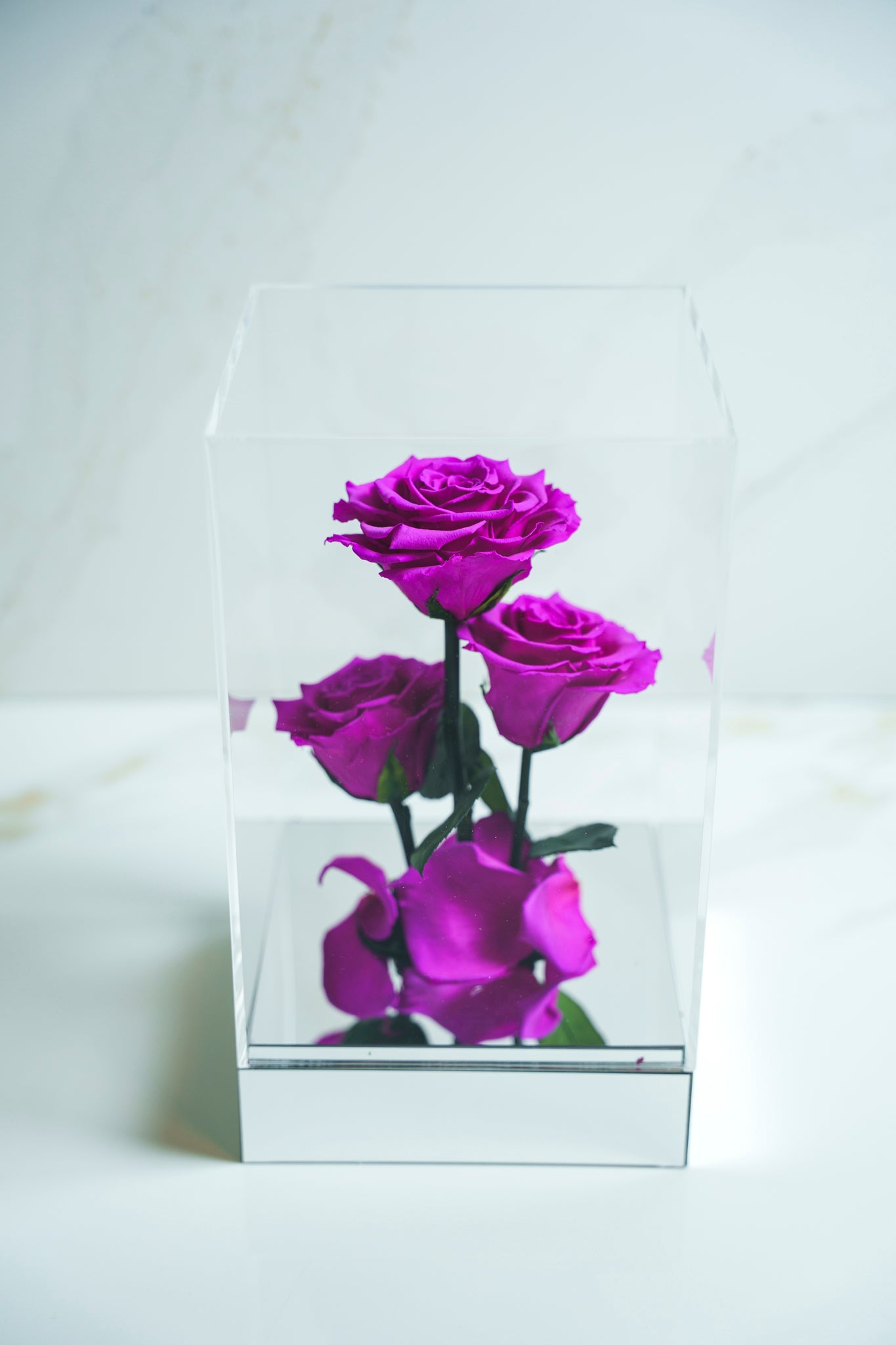 Rosas Preservadas Violetas