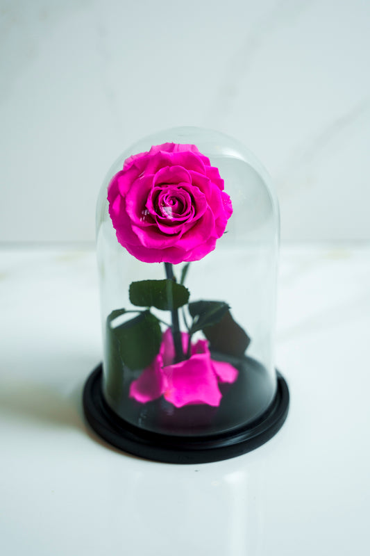 Rosa Preservada Rosado Fushia pequeña