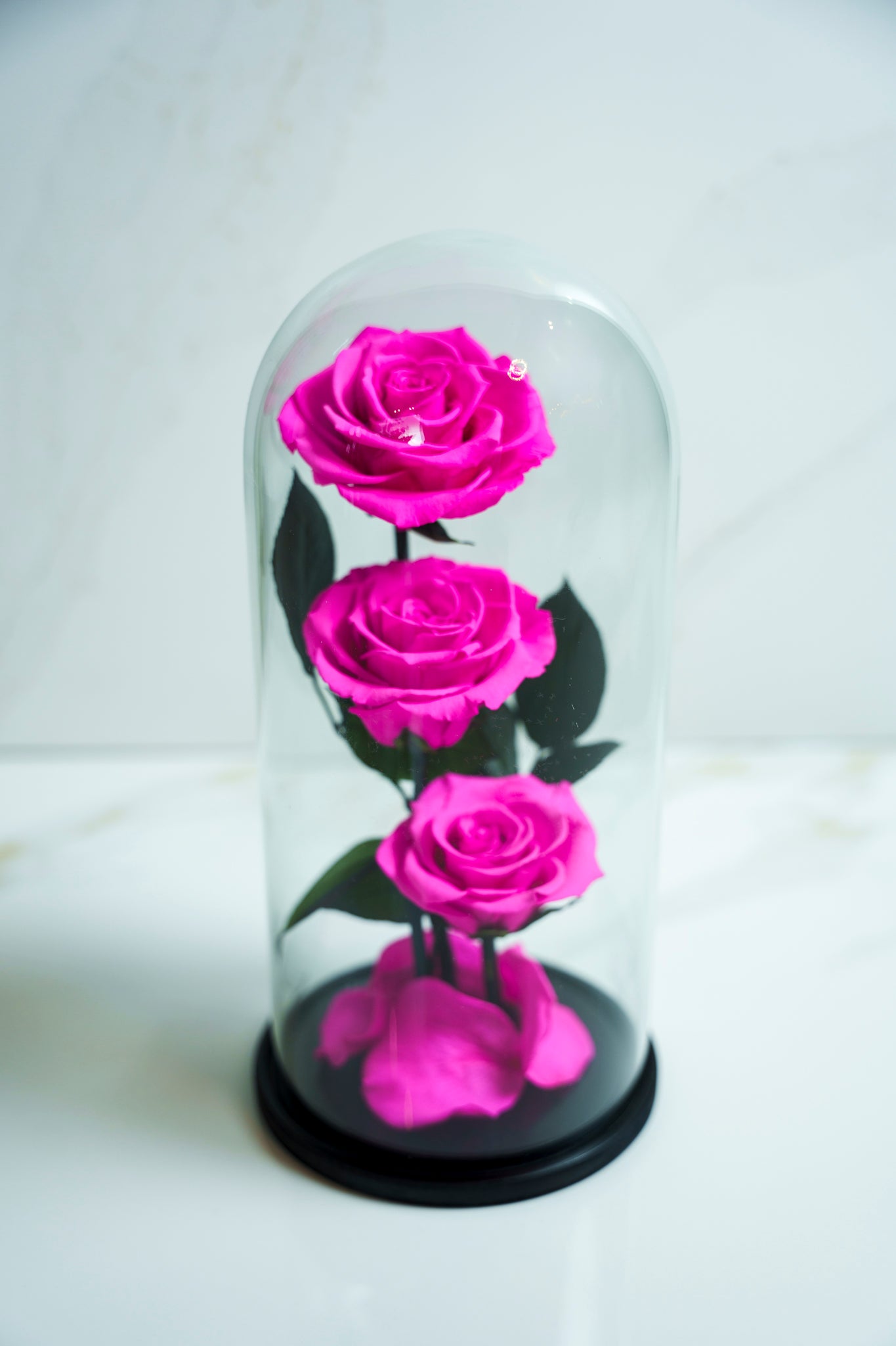 Rosas Preservadas Rosado