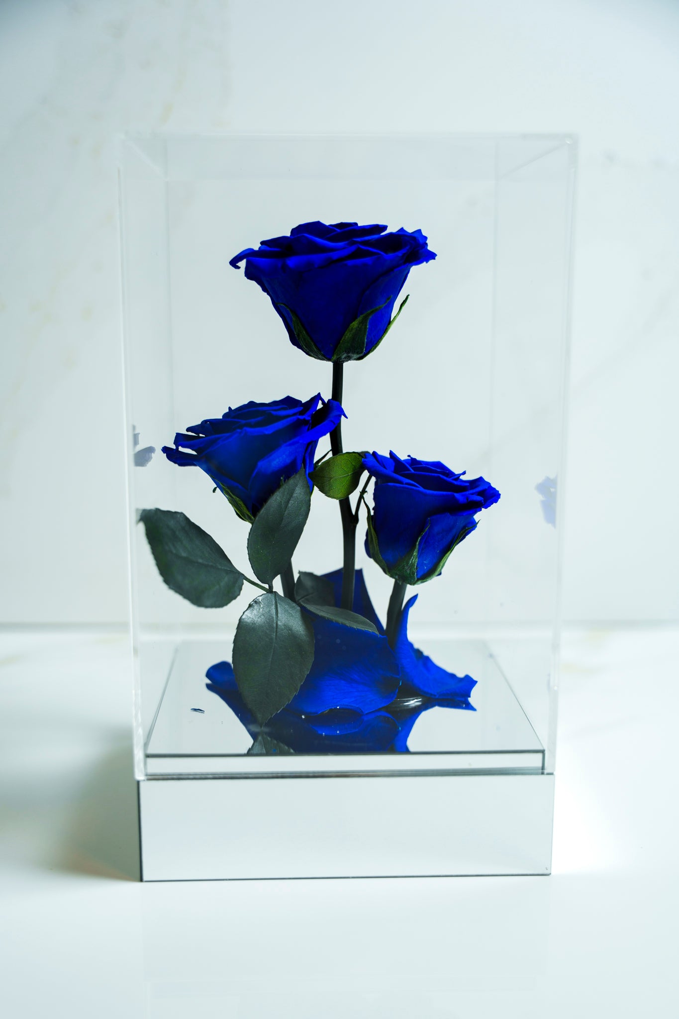 Rosas Preservadas Azul Royal