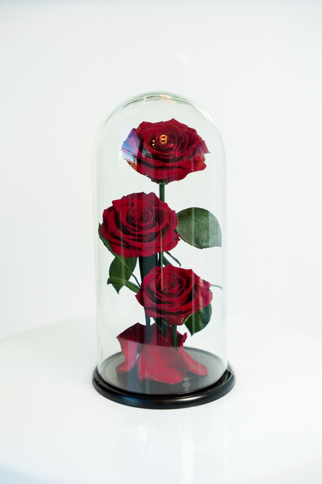 Rosas rojas preservadas