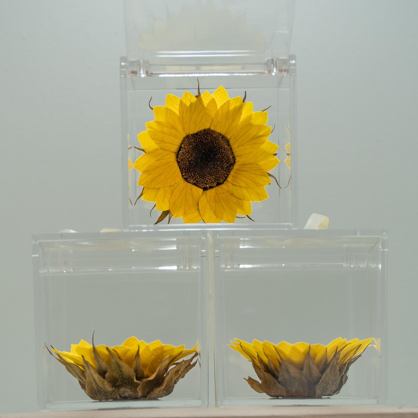 Girasol Preservado