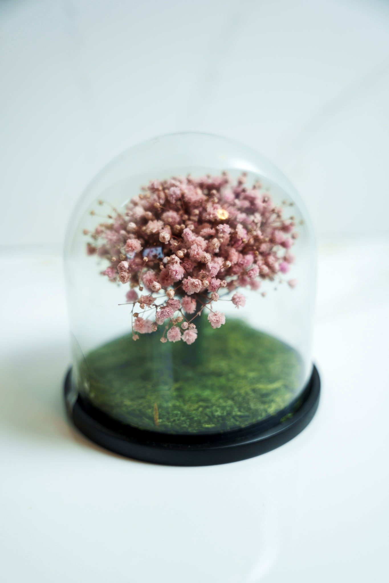 Baby Breath Preservado Crema