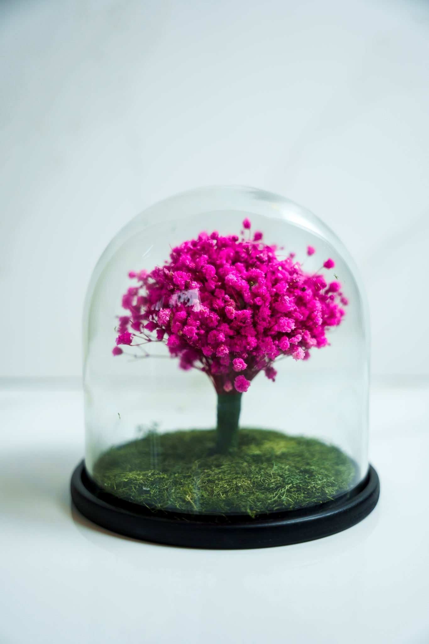 Baby Breath Preservado Rosado Fushia