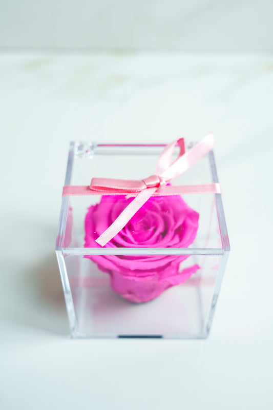 Rosa Preservada ROSADA