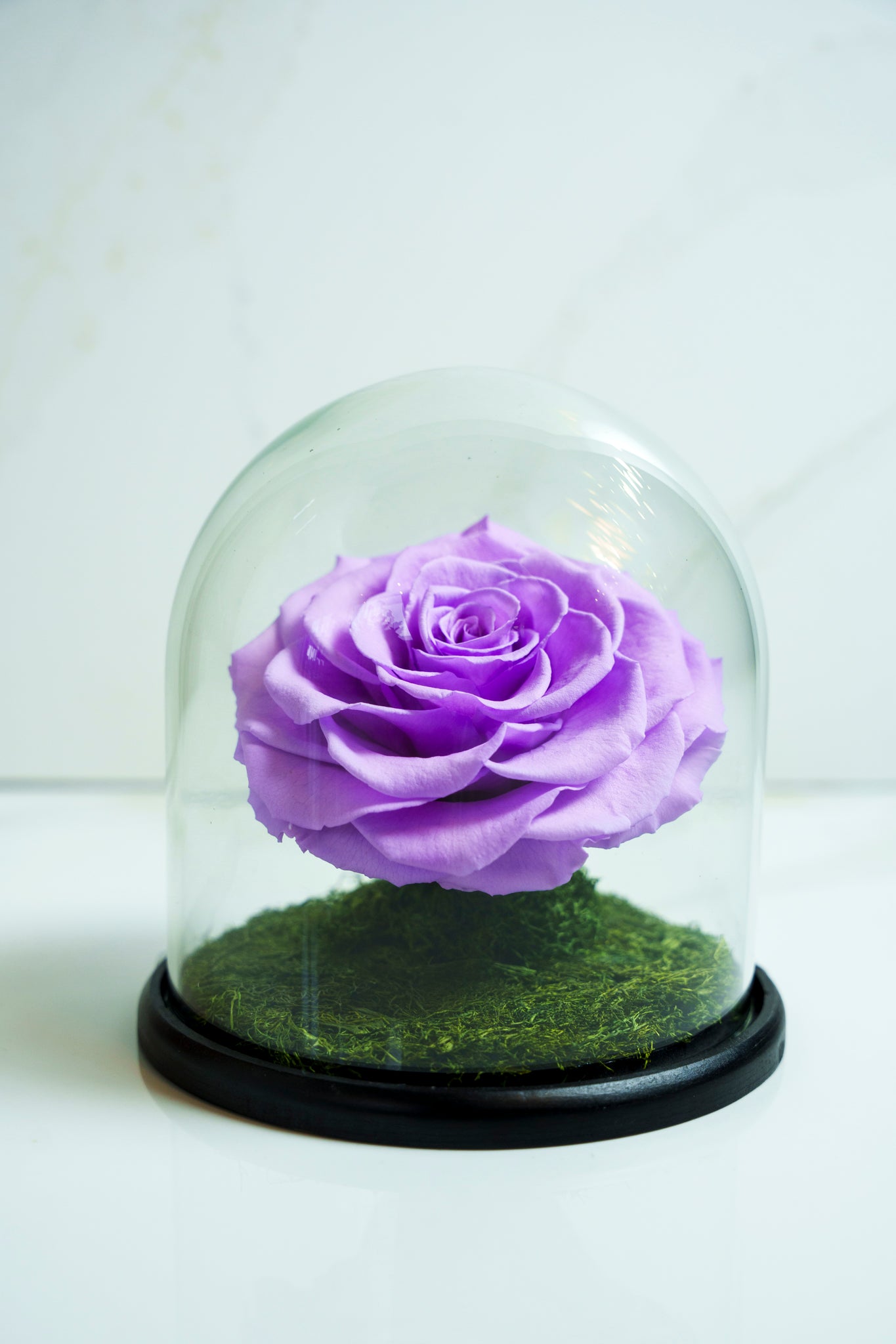 Rosa Preservada Violeta Capsula