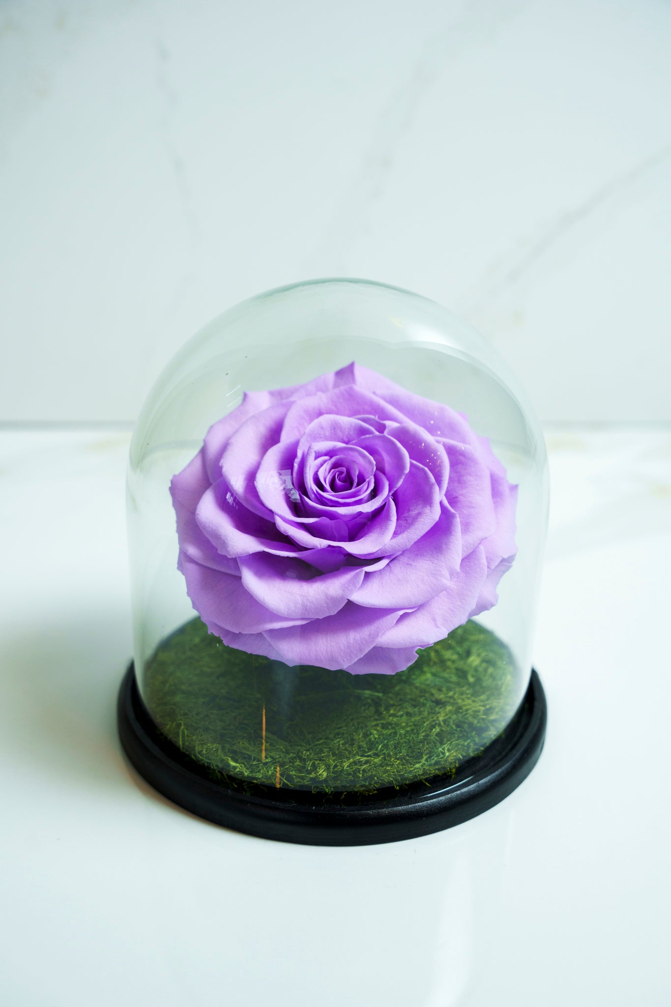 Rosa Preservada Violeta Capsula