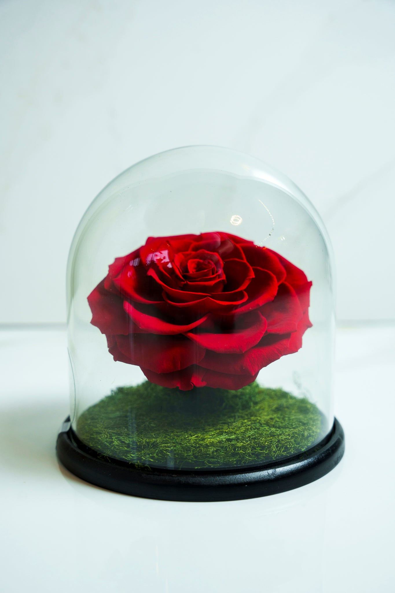 Rosa Preservada Rojo Capsula