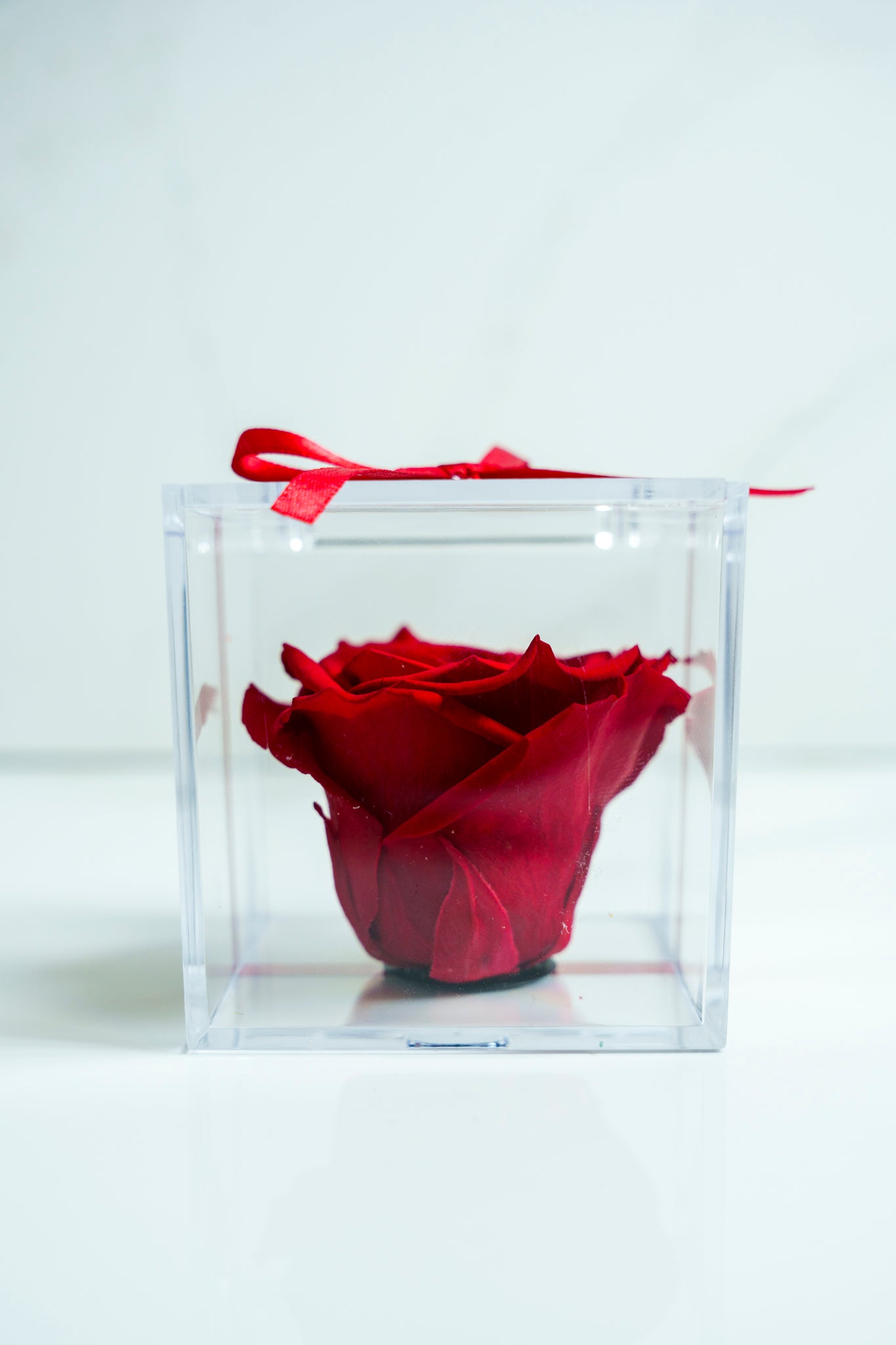 Rosa Preservada ROJO