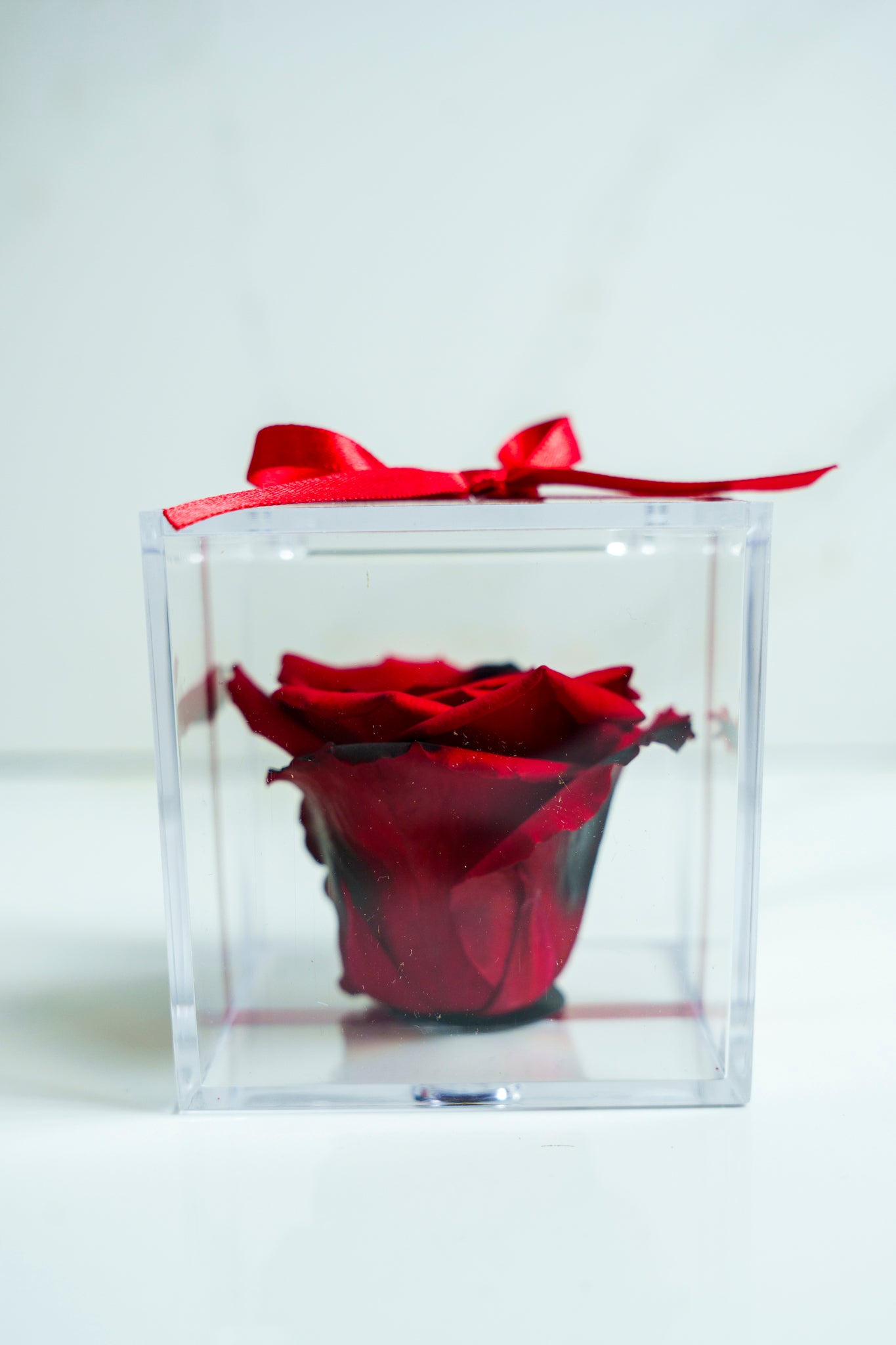 Rosa Preservada Rojo y Negro