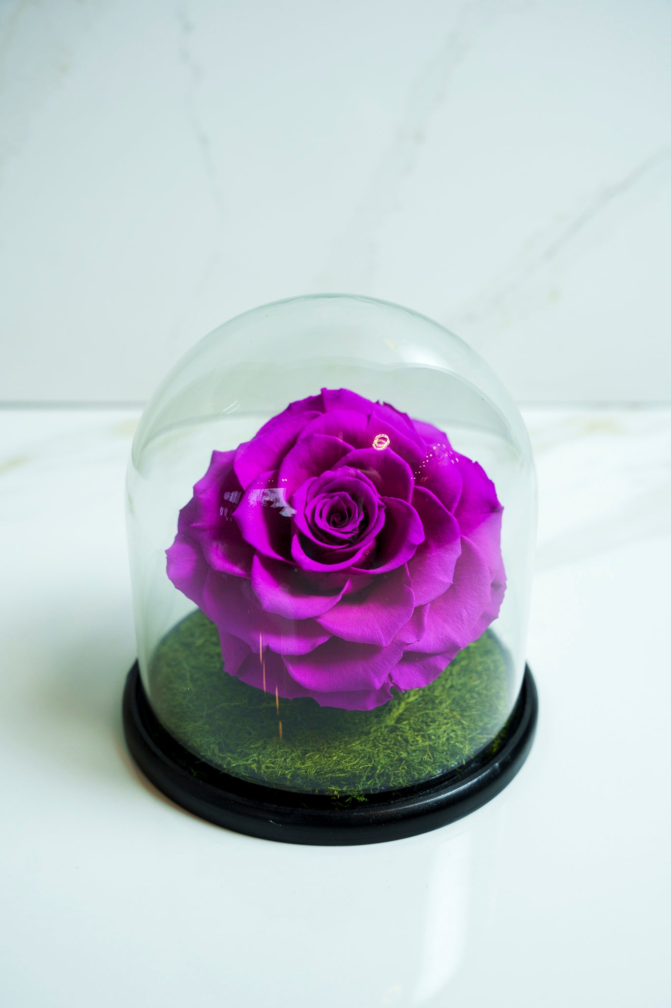 Rosa Preservada Violeta Capsula