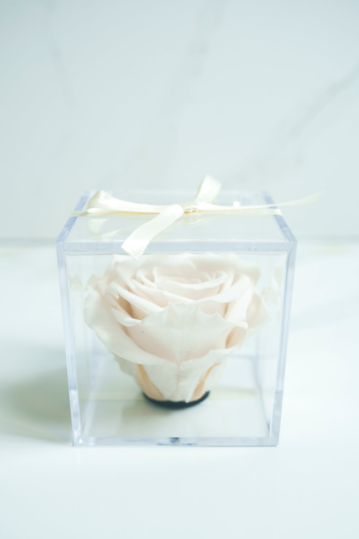 Rosa Preservada BLANCO