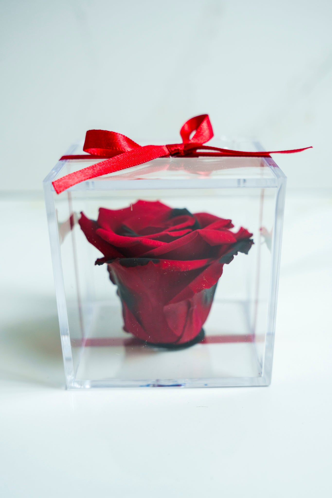 Rosa Preservada Rojo y Negro