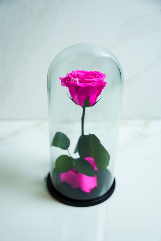Rosa Preservada Rosa Fushia