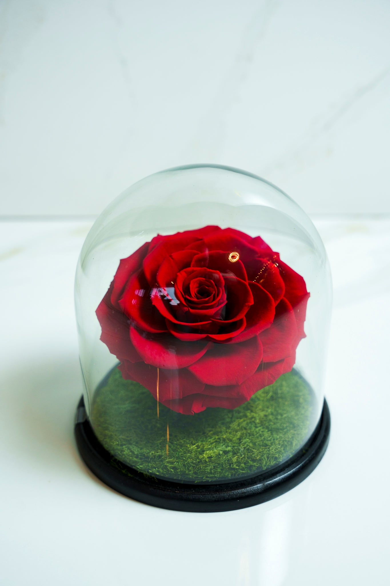 Rosa Preservada Rojo Capsula