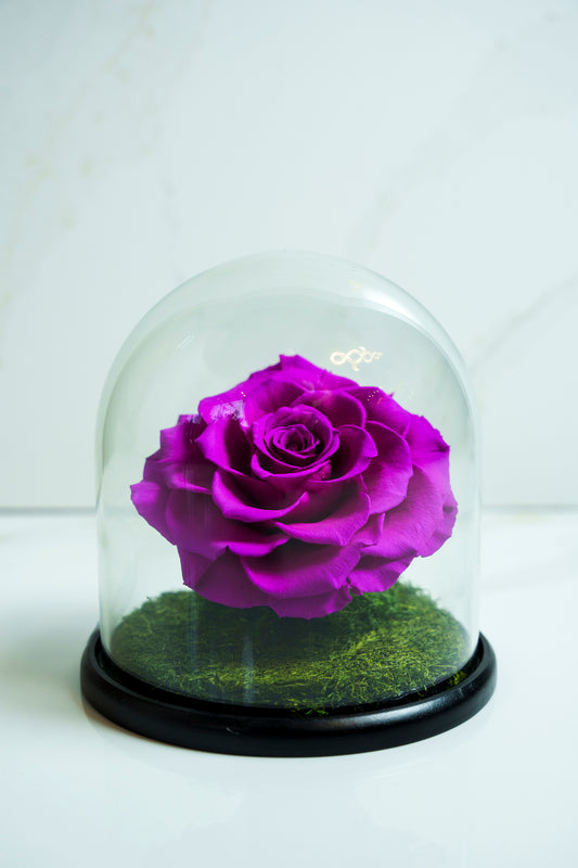 Rosa Preservada Violeta Capsula