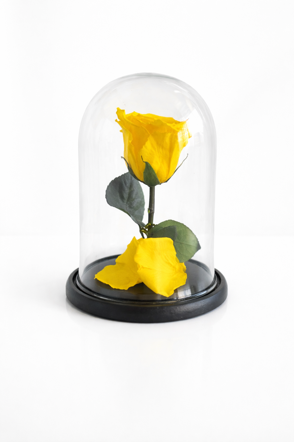 Preservada Capsula Mediana Amarilla