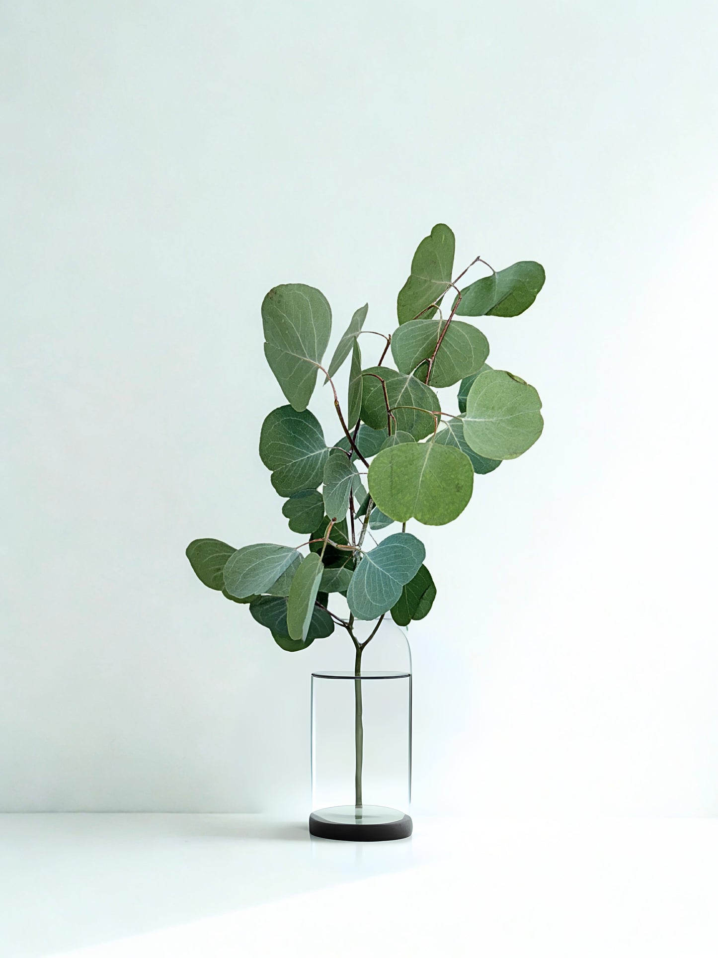 Eucalipto Silver Dollar