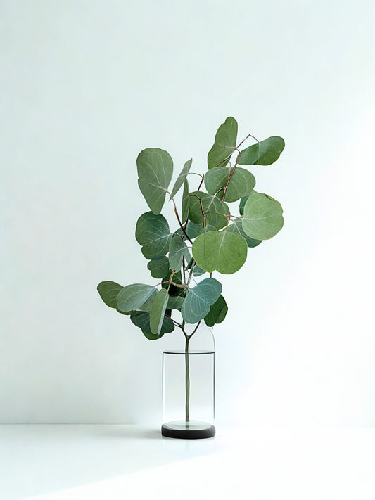 Eucalipto Silver Dollar