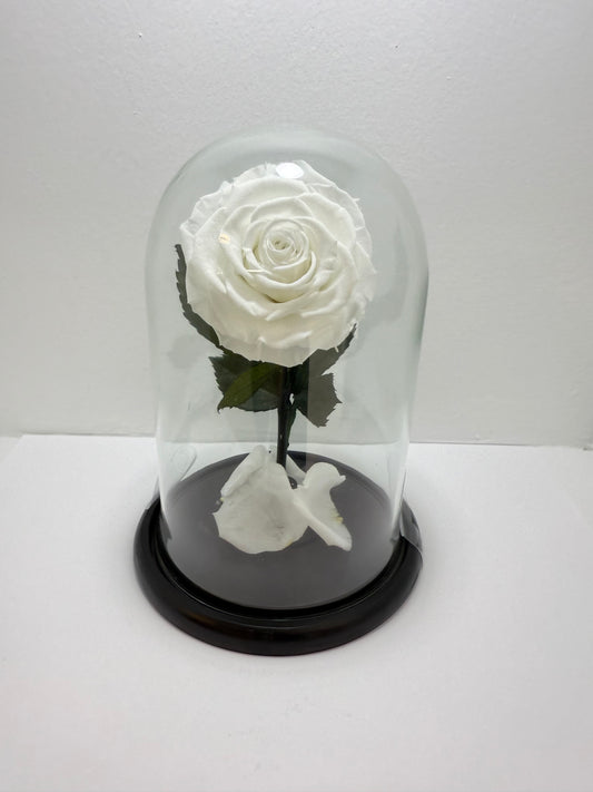 Flor Preservada Blanca Mediana