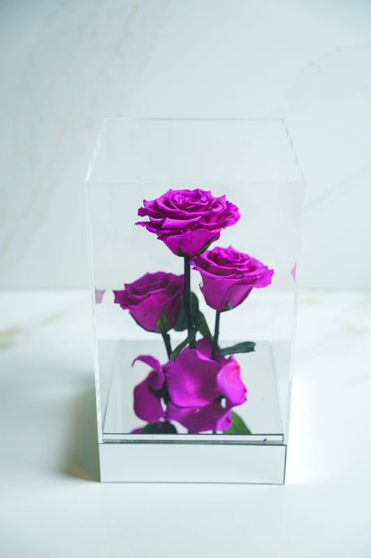 Rosas Preservadas Violetas