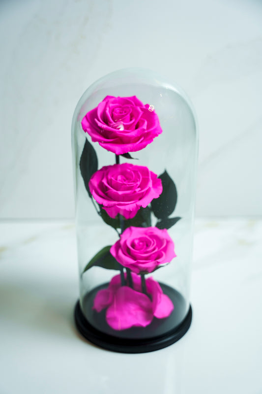 Rosas Preservadas Rosado
