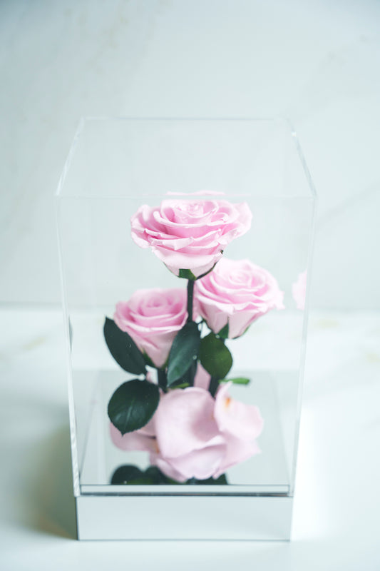 Rosas Preservada Rosado Claro
