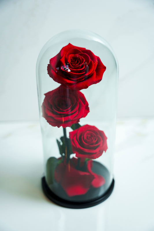 Rosas Preservadas Rojas