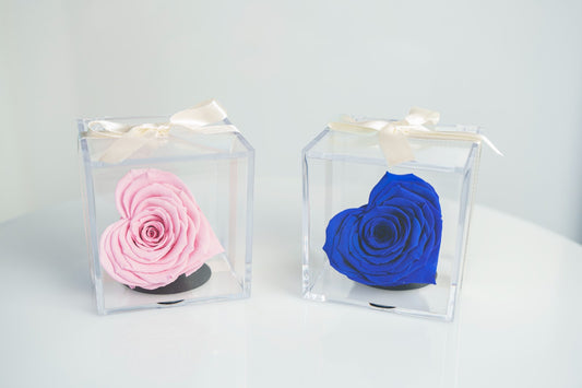 Rosas rosa y azul preservada en corazón