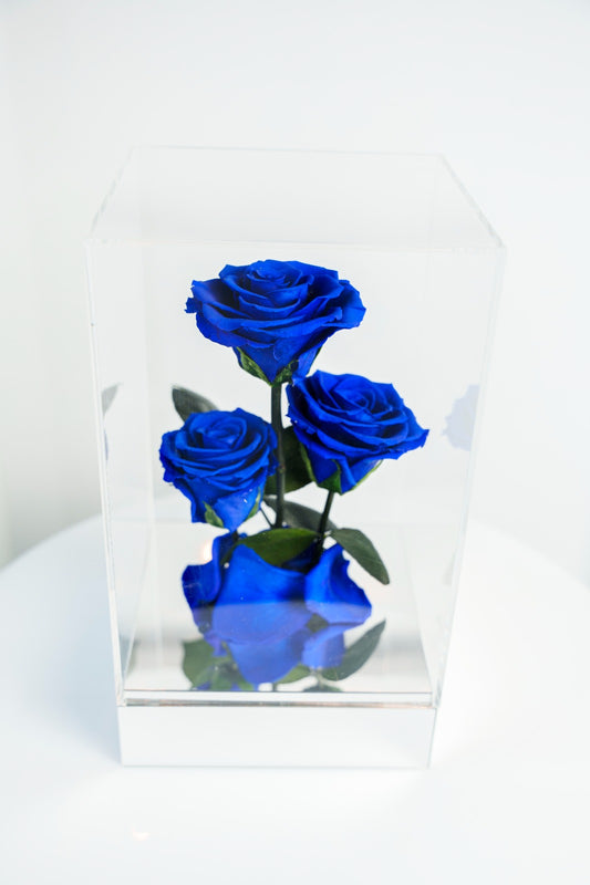 Rosas Preservadas Azules