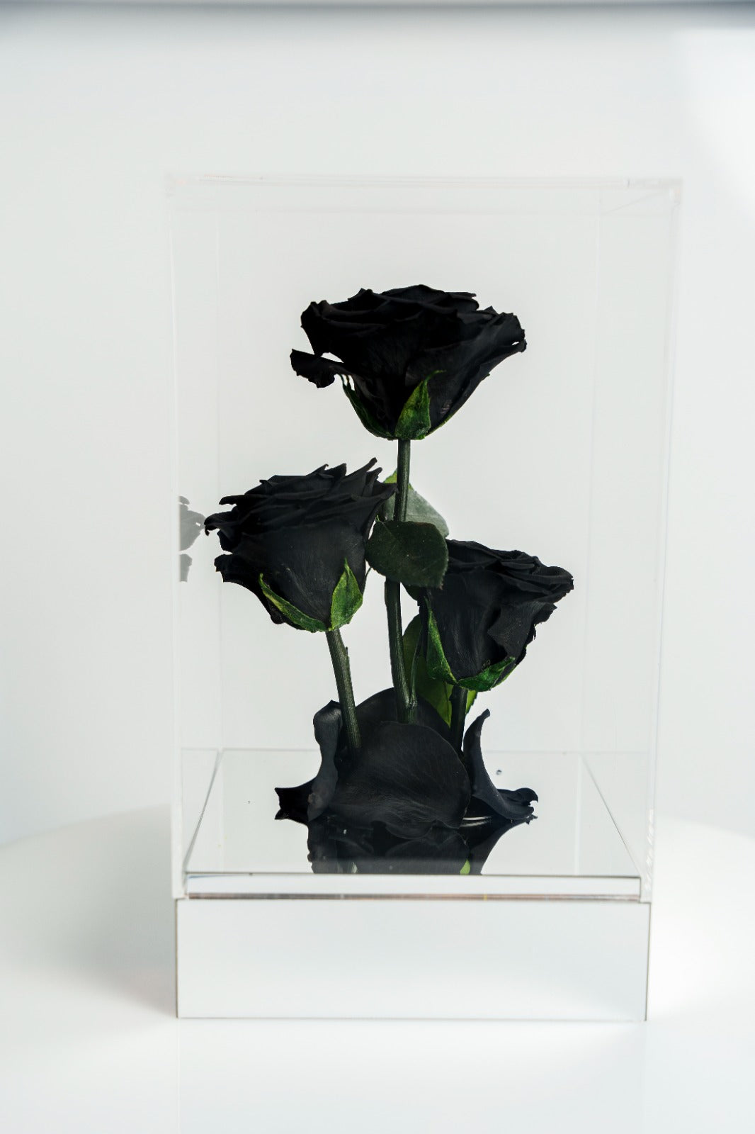 Rosas Preservadas Negras