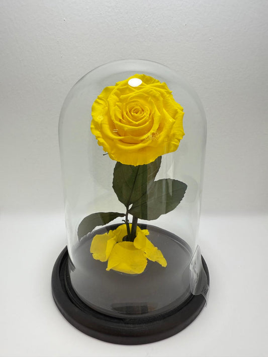Capsula Mediana Rosa Amarilla