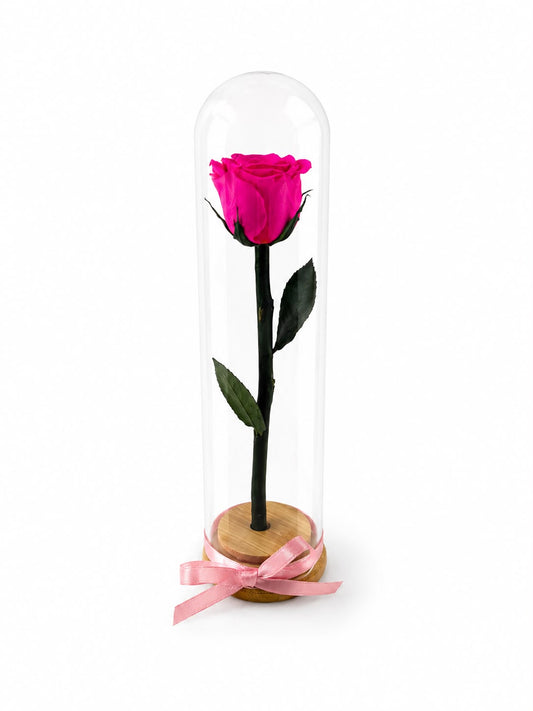 Preservada Tallo Fino Lucca Fucsia