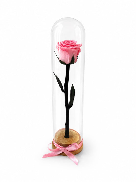 Preservada Tallo Fino Lucca Rosa Claro