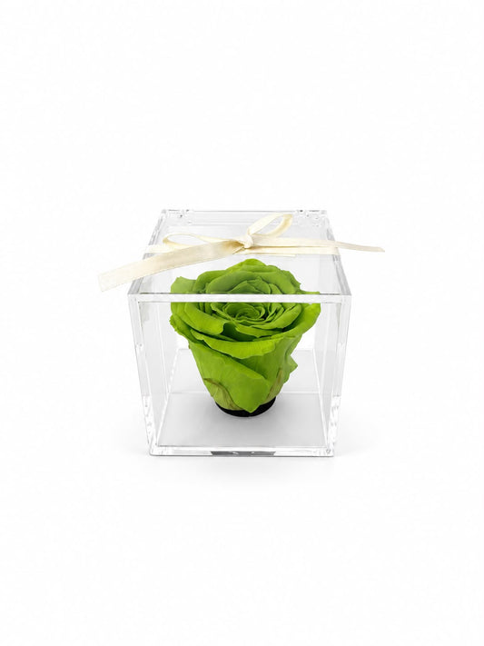 Rosa Preservada Verde