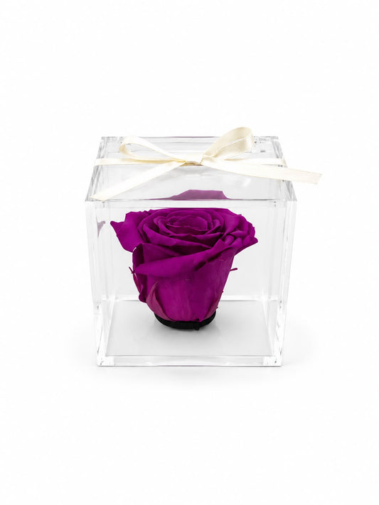 Rosa Preservada Violeta