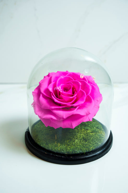 Rosa Preservada Rosa Fushia Capsula