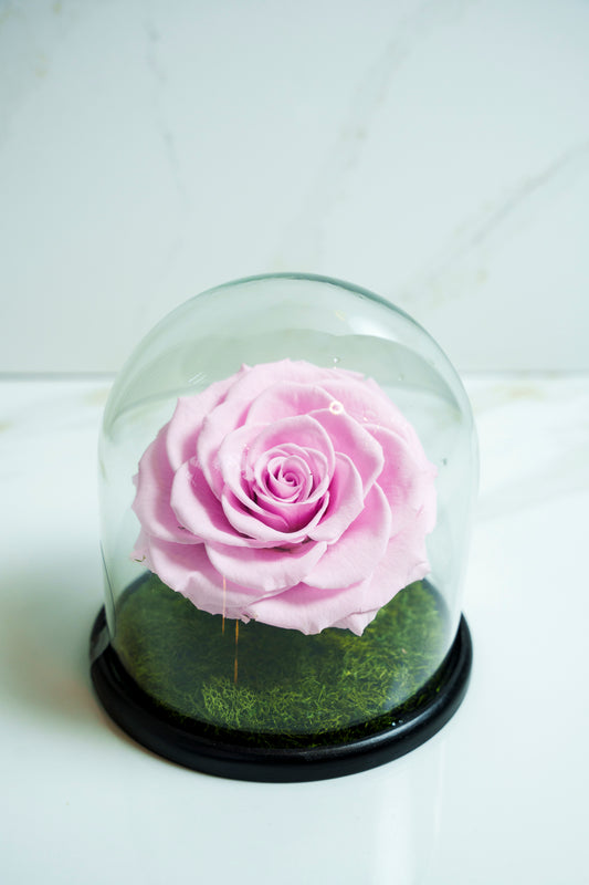 Rosa Preservada Rosado Claro