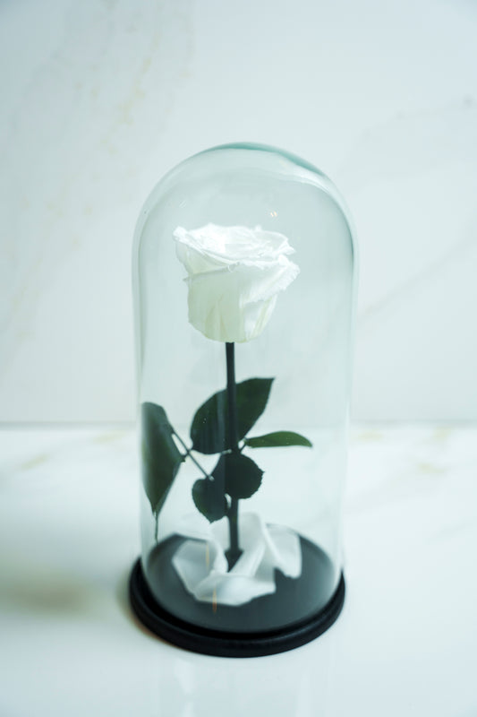 Rosa Preservada Blanca Capsula