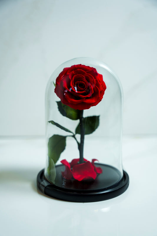 Rosa Preservada Pequeña Roja